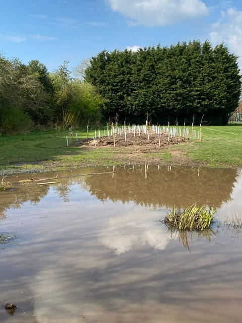 New trees by the pond
